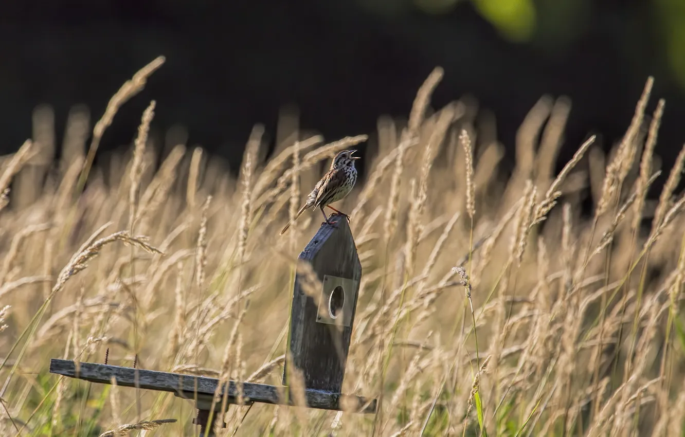 Photo wallpaper grass, nature, bird