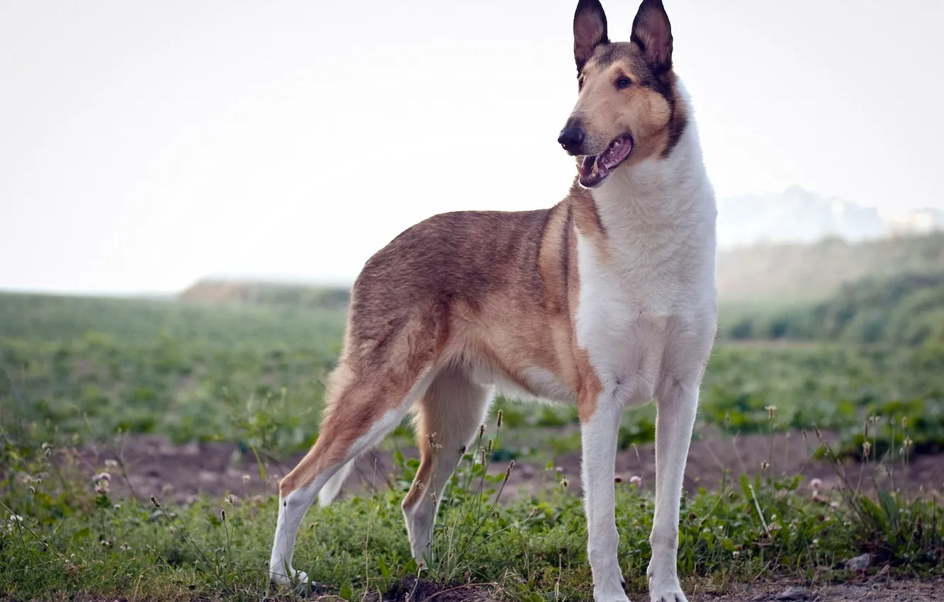 Photo wallpaper field, background, dog