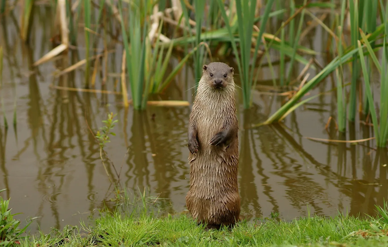 Photo wallpaper grass, legs, looks, pond, otter