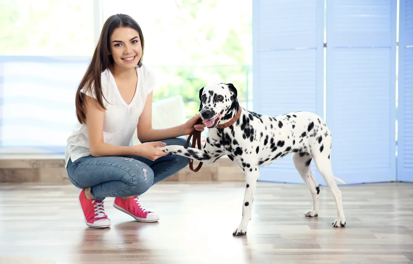 Photo wallpaper dog, Dalmatian, dog, dalmatian
