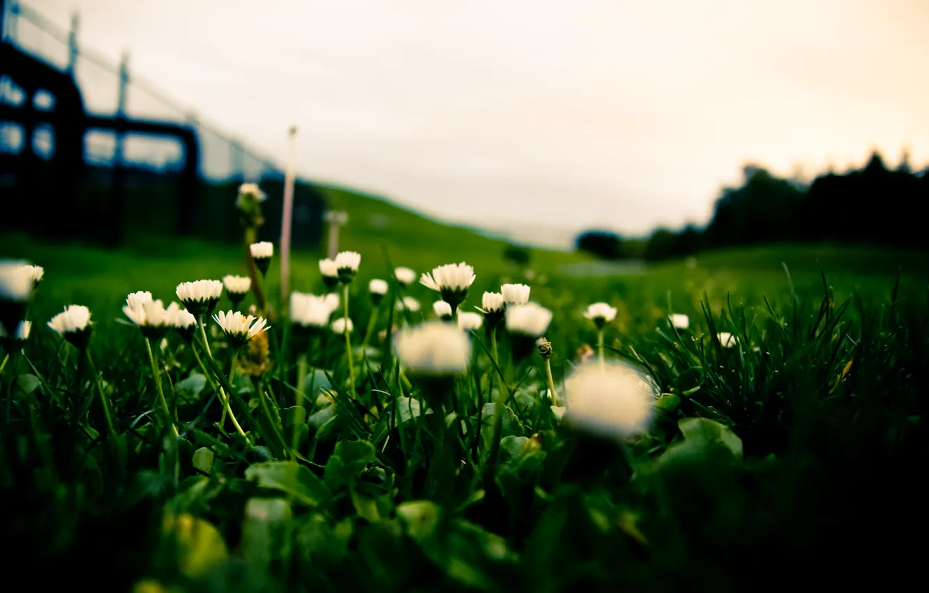 Photo wallpaper grass, lawn, white