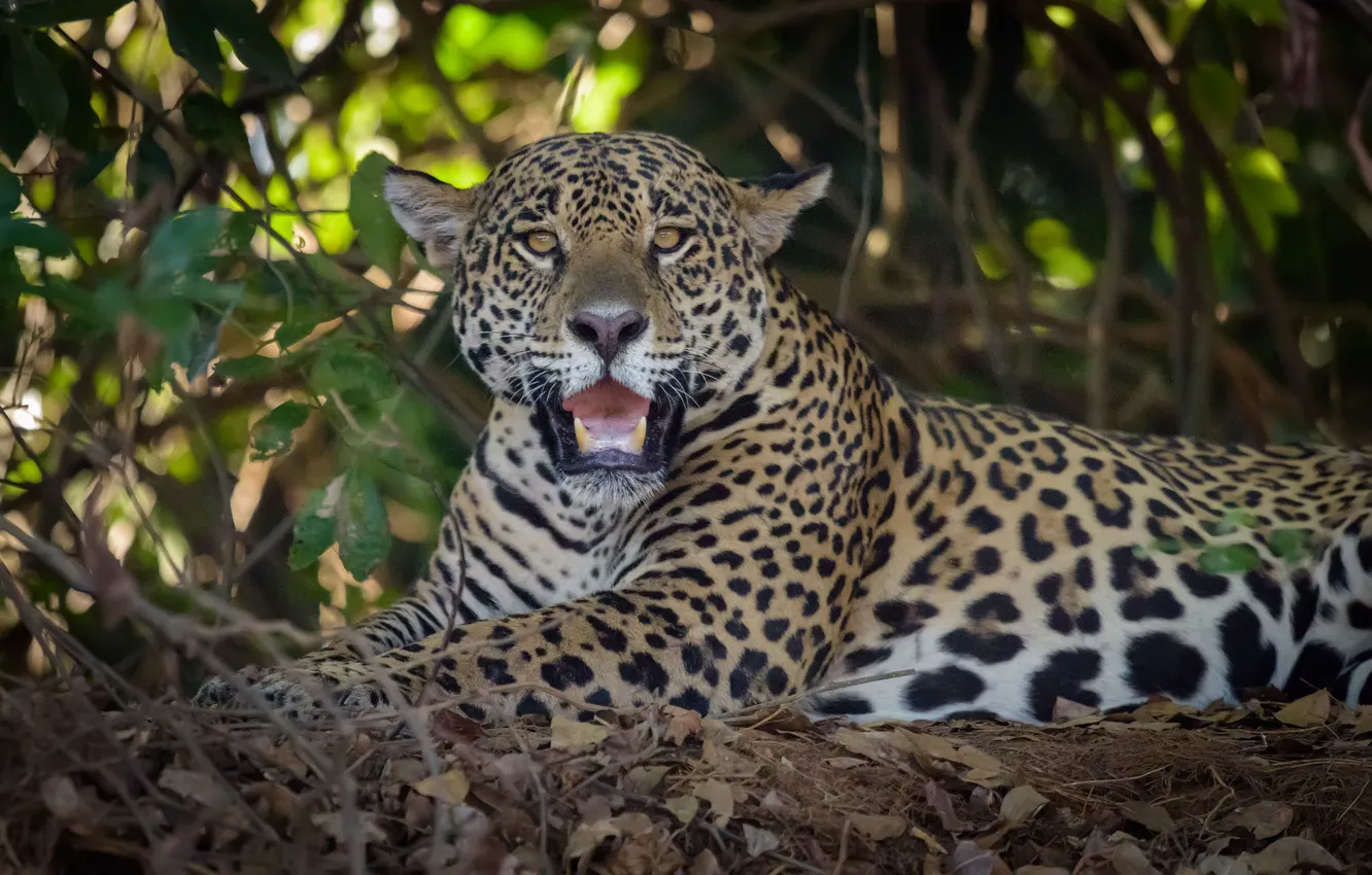 Photo wallpaper look, predator, Jaguar, wild cat