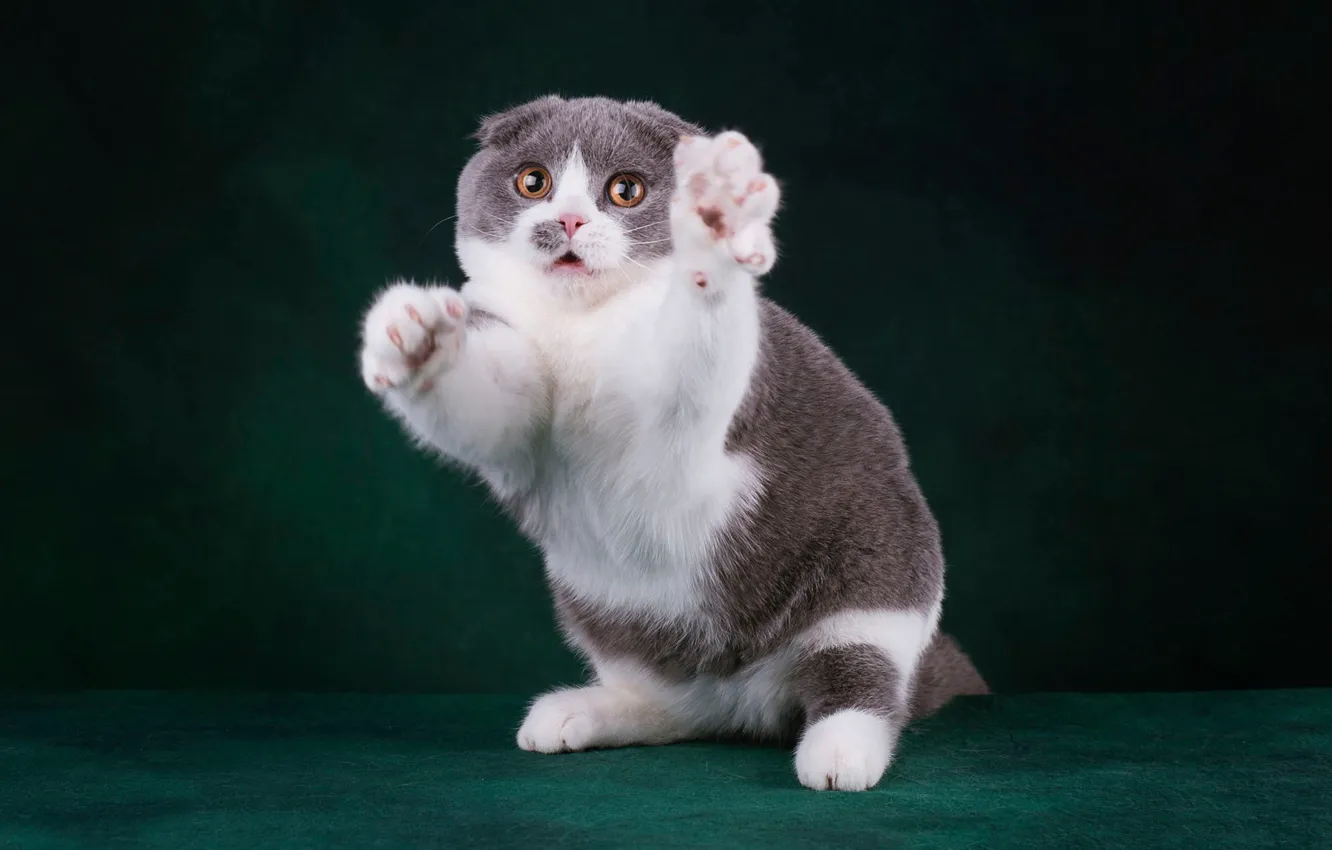 Photo wallpaper cat, cat, look, face, pose, the dark background, paws, fold