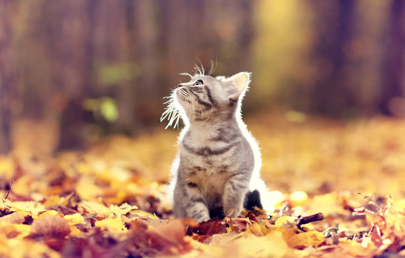 Photo wallpaper autumn, cat, mustache, light, nature, Park, grey, baby