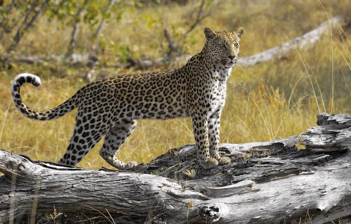 Photo wallpaper grass, nature, pose, glade, leopard, log, is