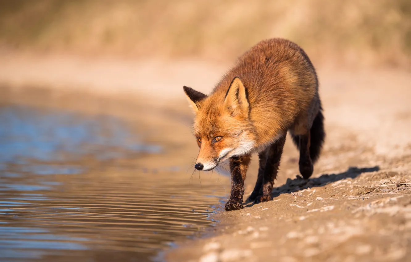 Photo wallpaper look, face, water, light, nature, pose, river, background