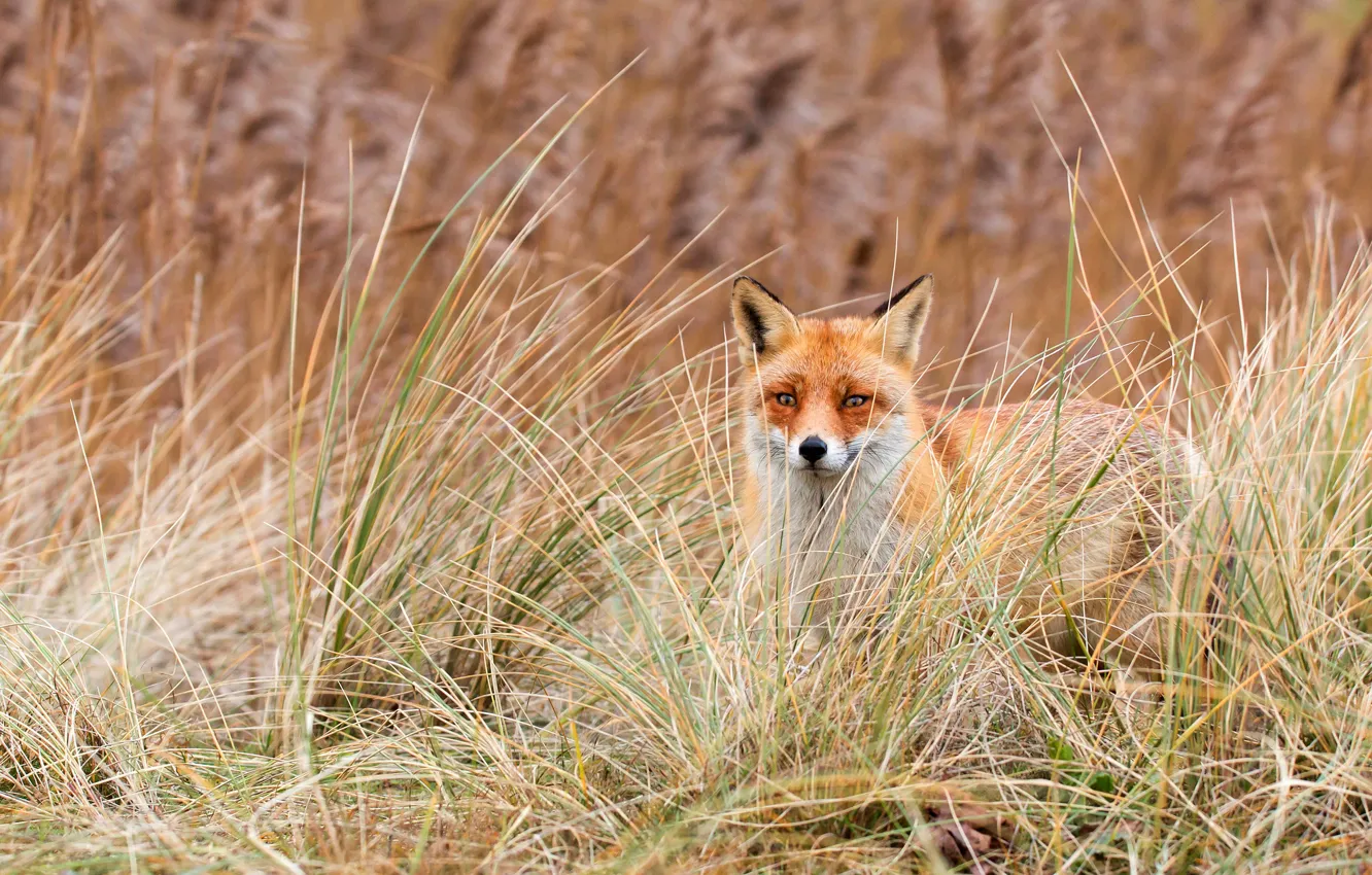 Photo wallpaper grass, look, nature, background, Fox, red, face, Fox