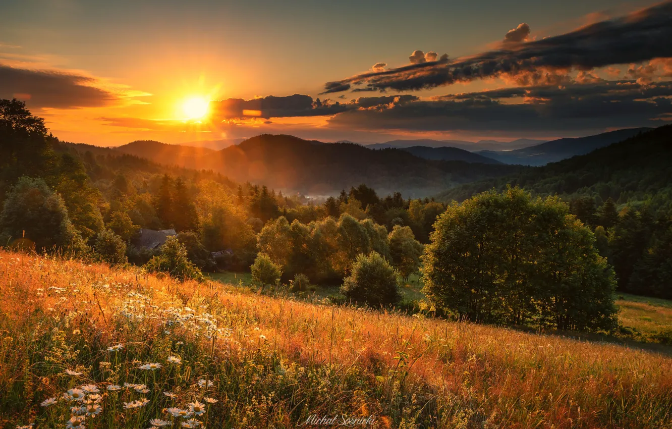 Photo wallpaper the sun, trees, sunset, meadow