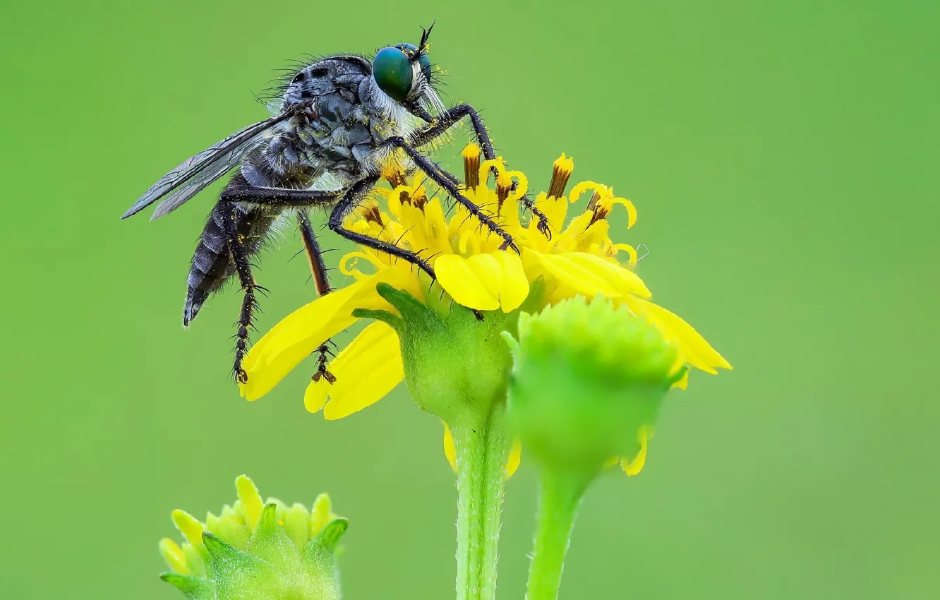 Photo wallpaper macro, flowers, fly, flower, macro, fly