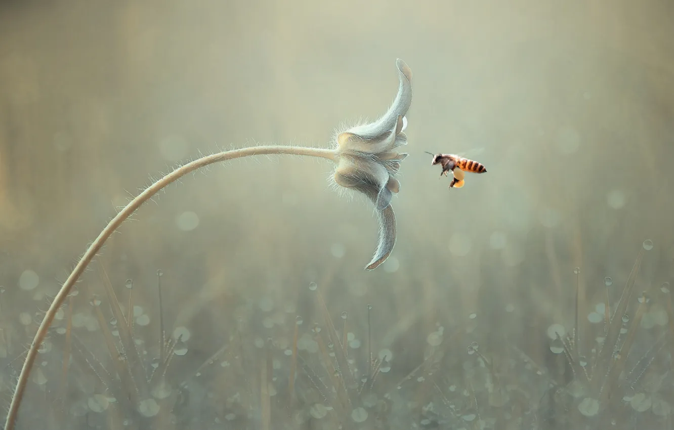 Photo wallpaper flower, macro, bee, background, bokeh