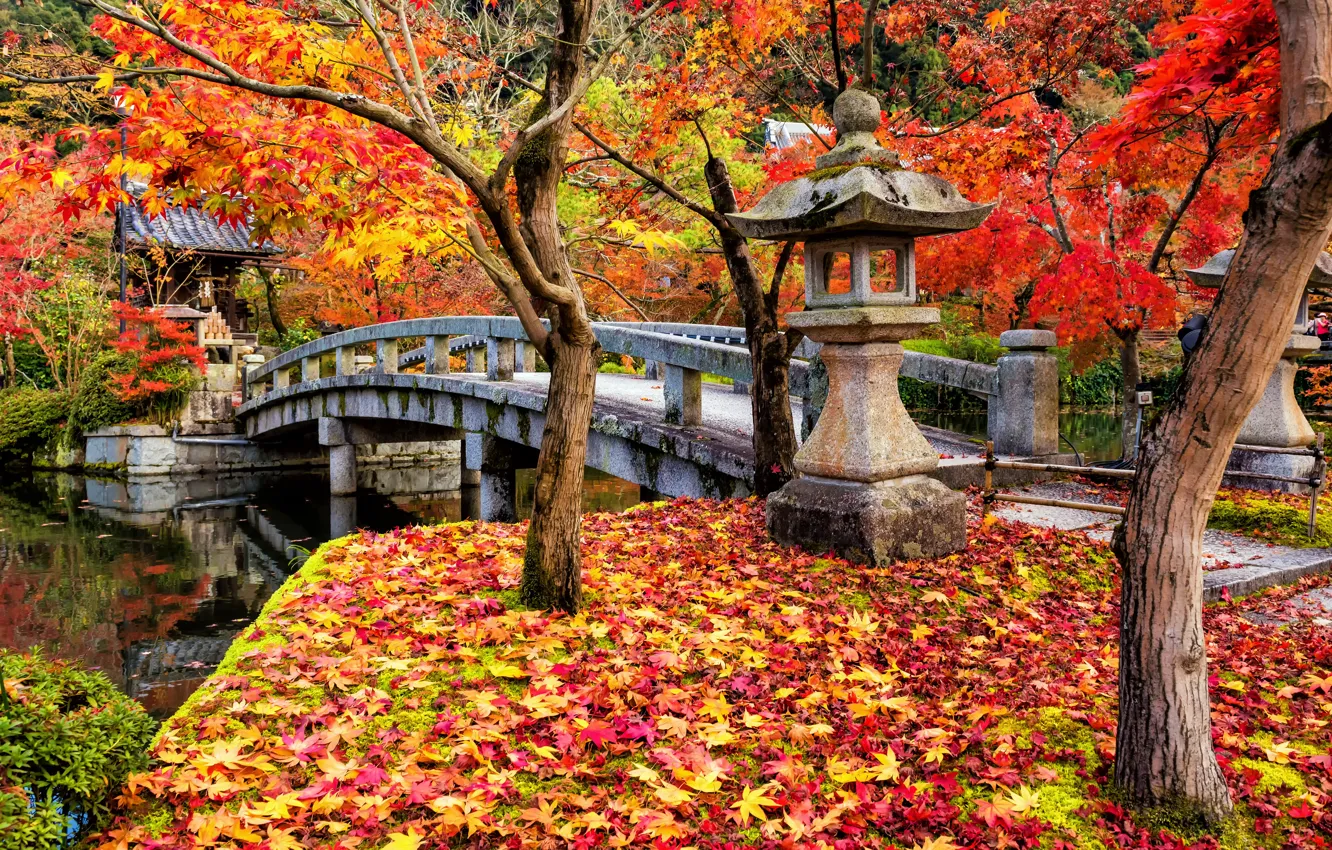 Photo wallpaper autumn, leaves, trees, Park, colorful, Japan, Japan, maple