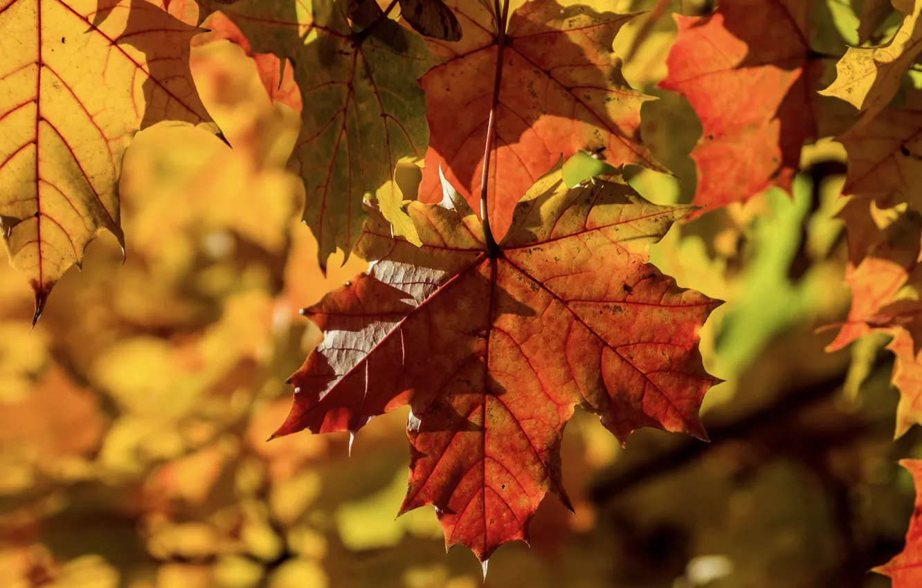 Photo wallpaper autumn, leaves, light, nature, foliage, bright, leaf, maple