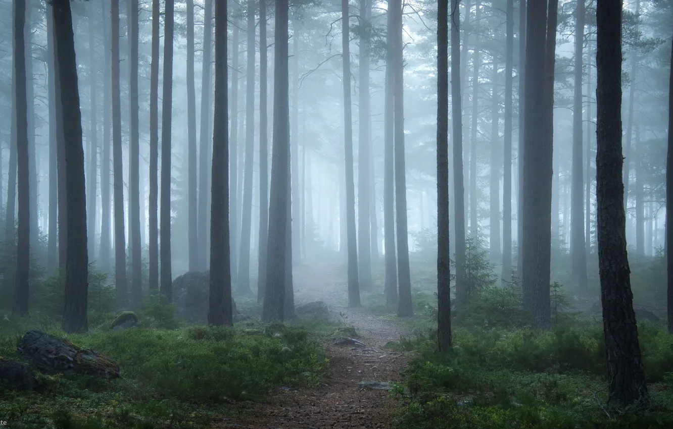 Photo wallpaper forest, trees, nature, fog, morning, Sweden, path, Sweden