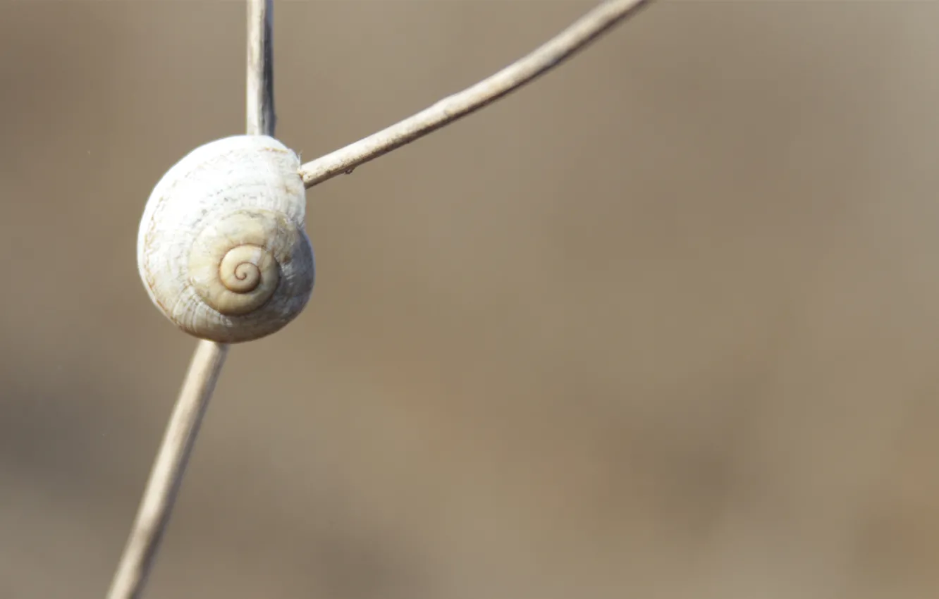 Photo wallpaper snail, sink, stem, a twig