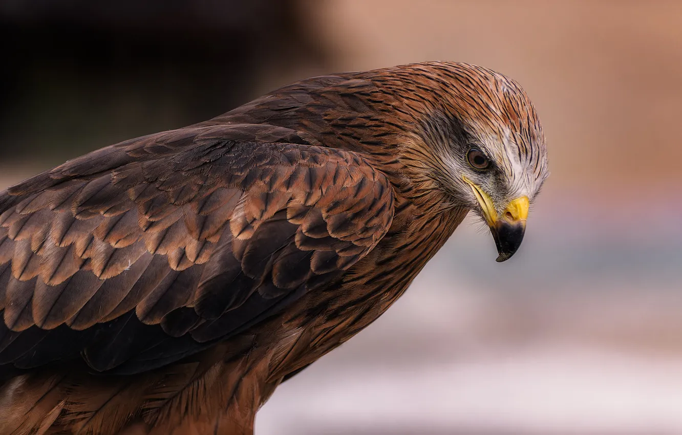 Photo wallpaper look, pose, background, bird, portrait, wings, feathers, beak