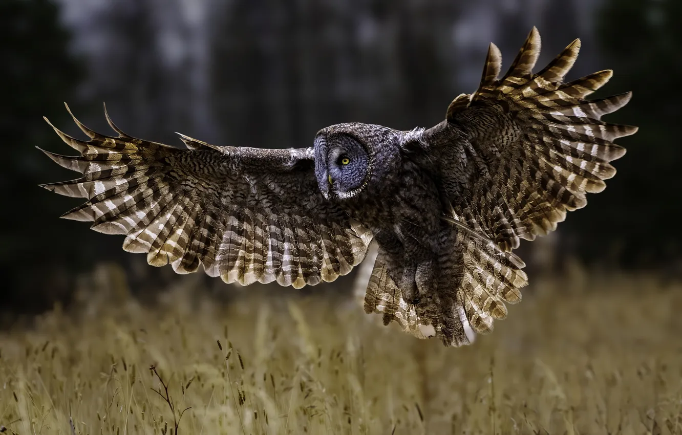 Photo wallpaper field, forest, flight, owl, bird, bokeh, owl, wingspan