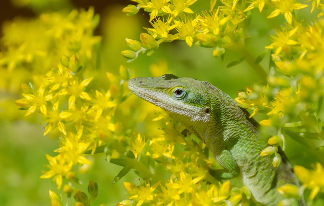 Photo wallpaper macro, flowers, lizard, St. John's wort, anolis, North American krasnogorlaya anolis