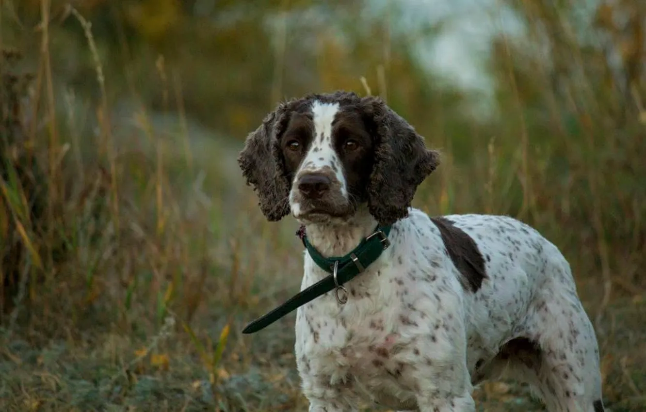 Photo wallpaper forest, dog, hunting, hunting breed dogs