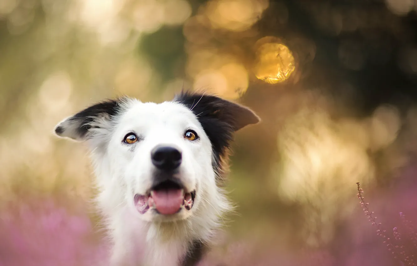 Photo wallpaper look, each, dog