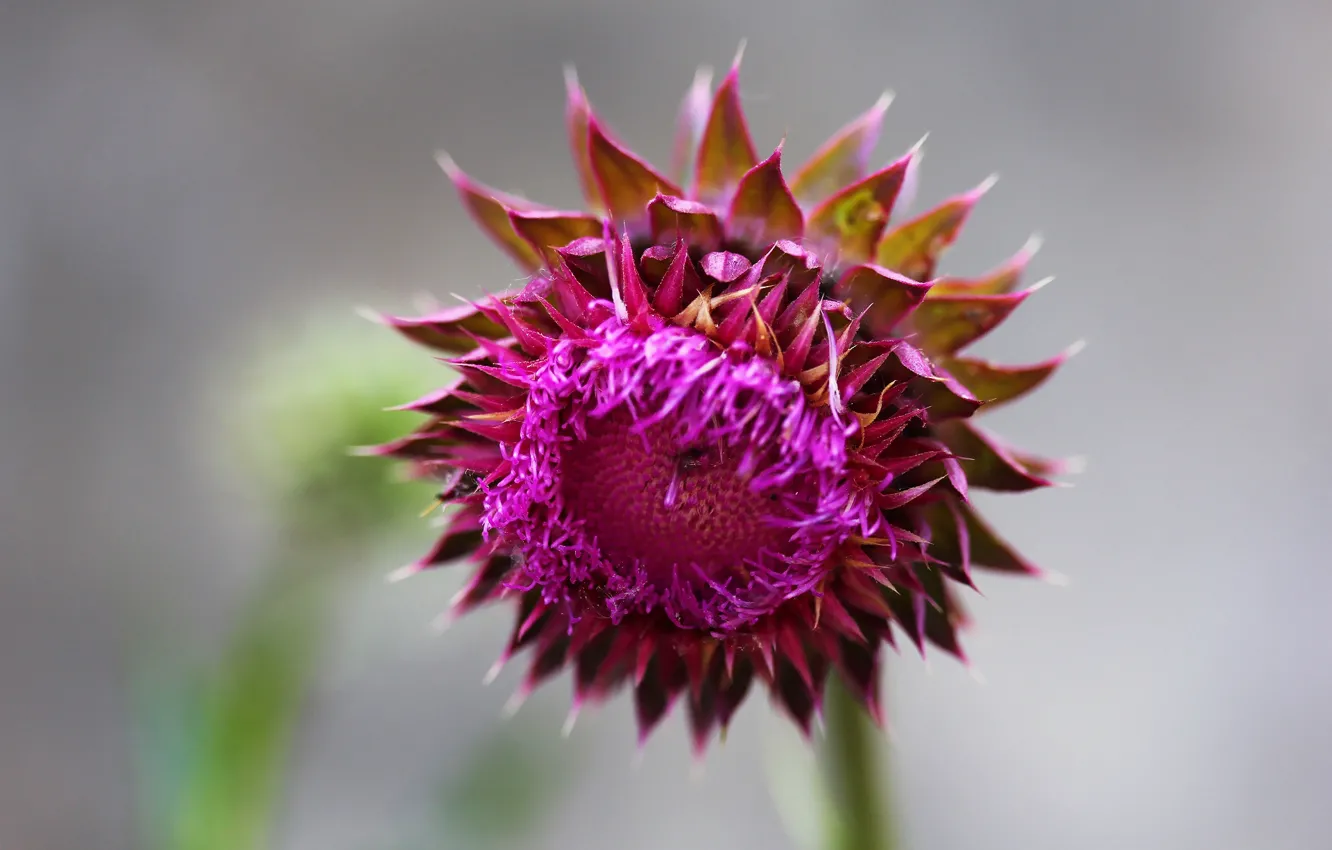 Photo wallpaper flowers, background, spikes