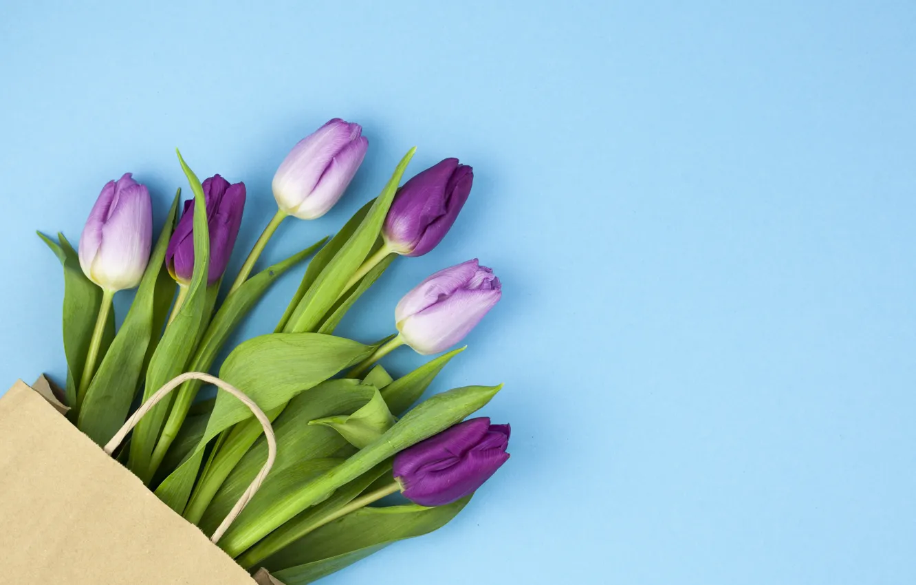 Photo wallpaper purple, flowers, tulips, flowers, beautiful, blue background, tulips, spring