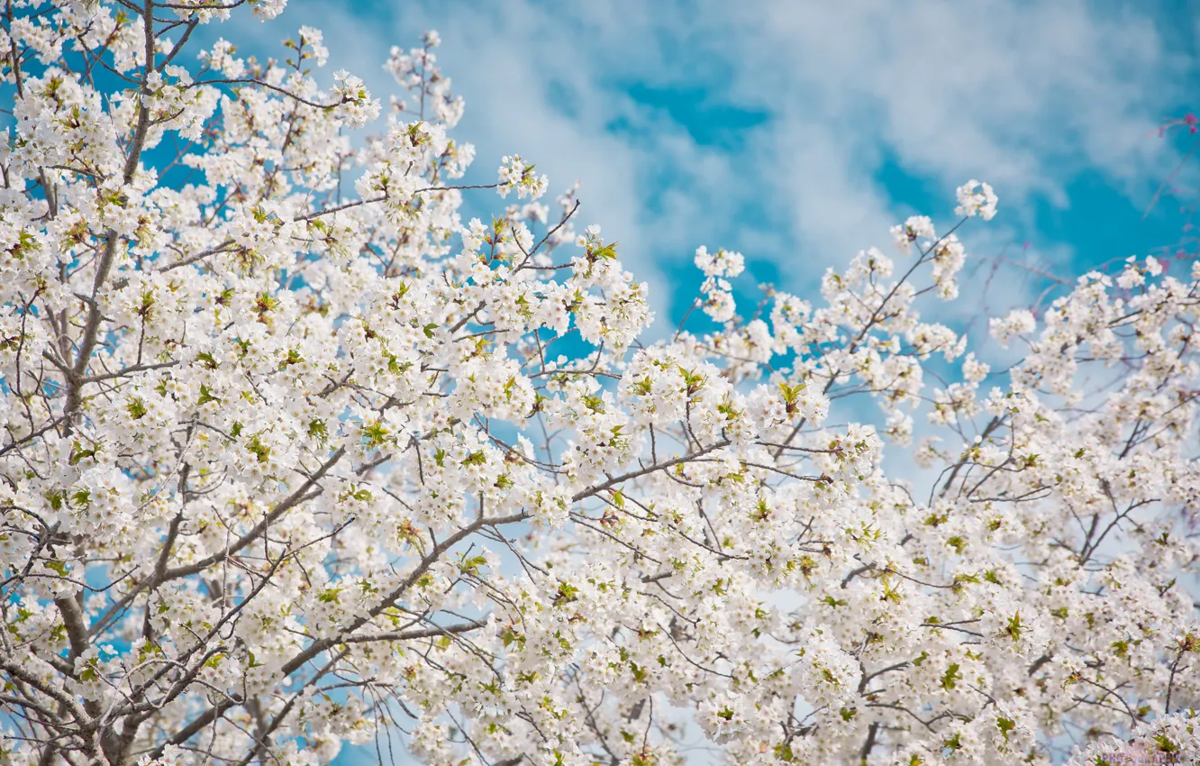 Photo wallpaper the sky, Sakura, clouds, trees, branches, spring