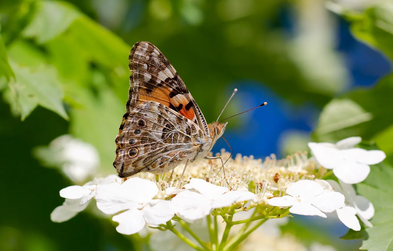 Photo wallpaper summer, macro, butterfly, insect, The painted lady