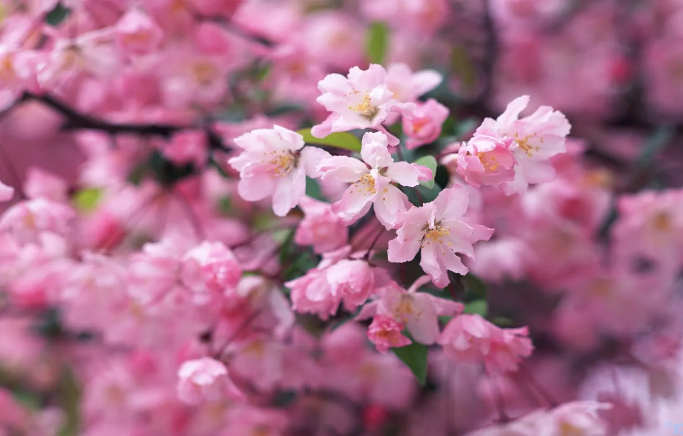 Photo wallpaper macro, flowers, branches, tenderness, beauty, spring, petals, pink