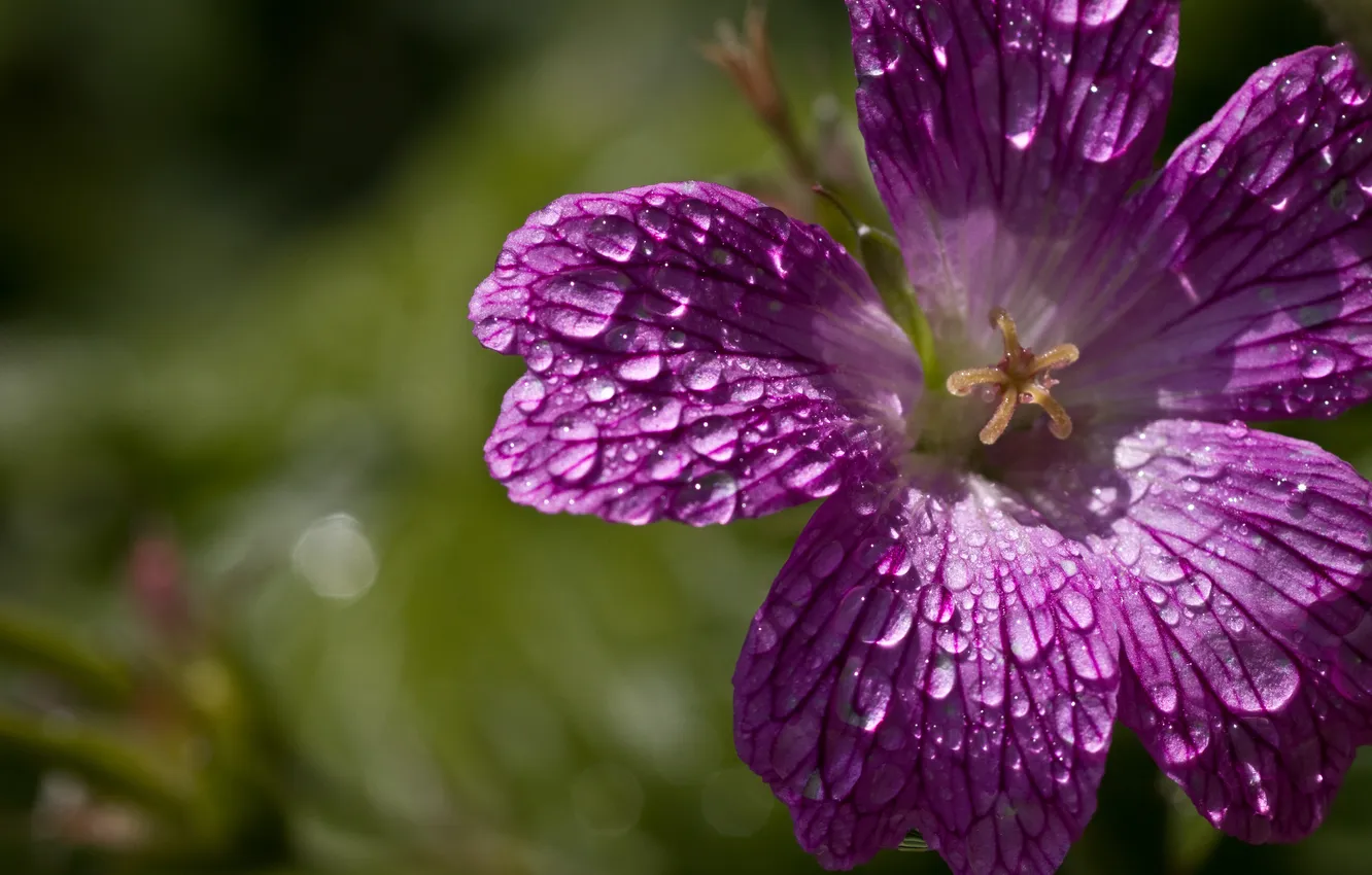 Photo wallpaper drops, Petunia, Petunia