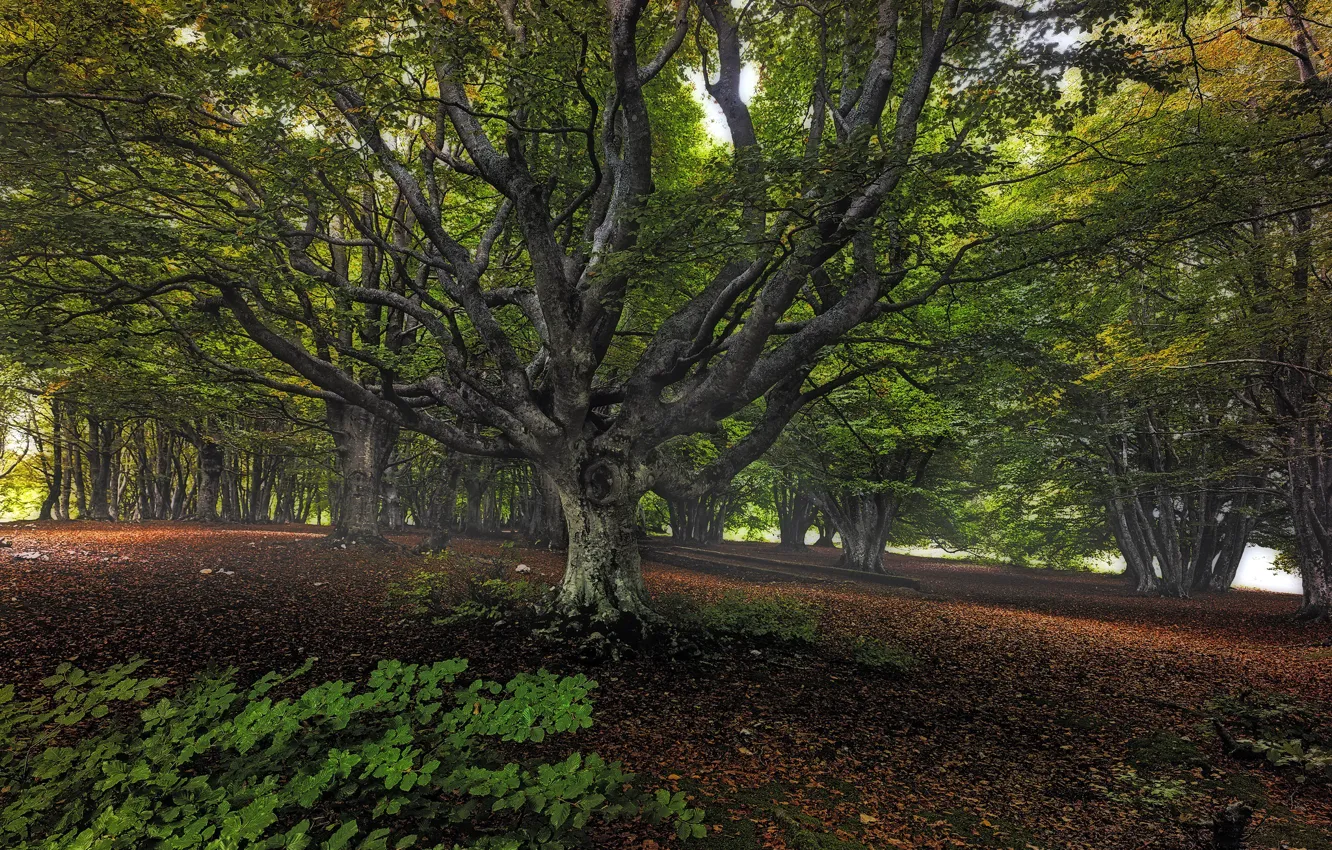 Photo wallpaper forest, trees, nature