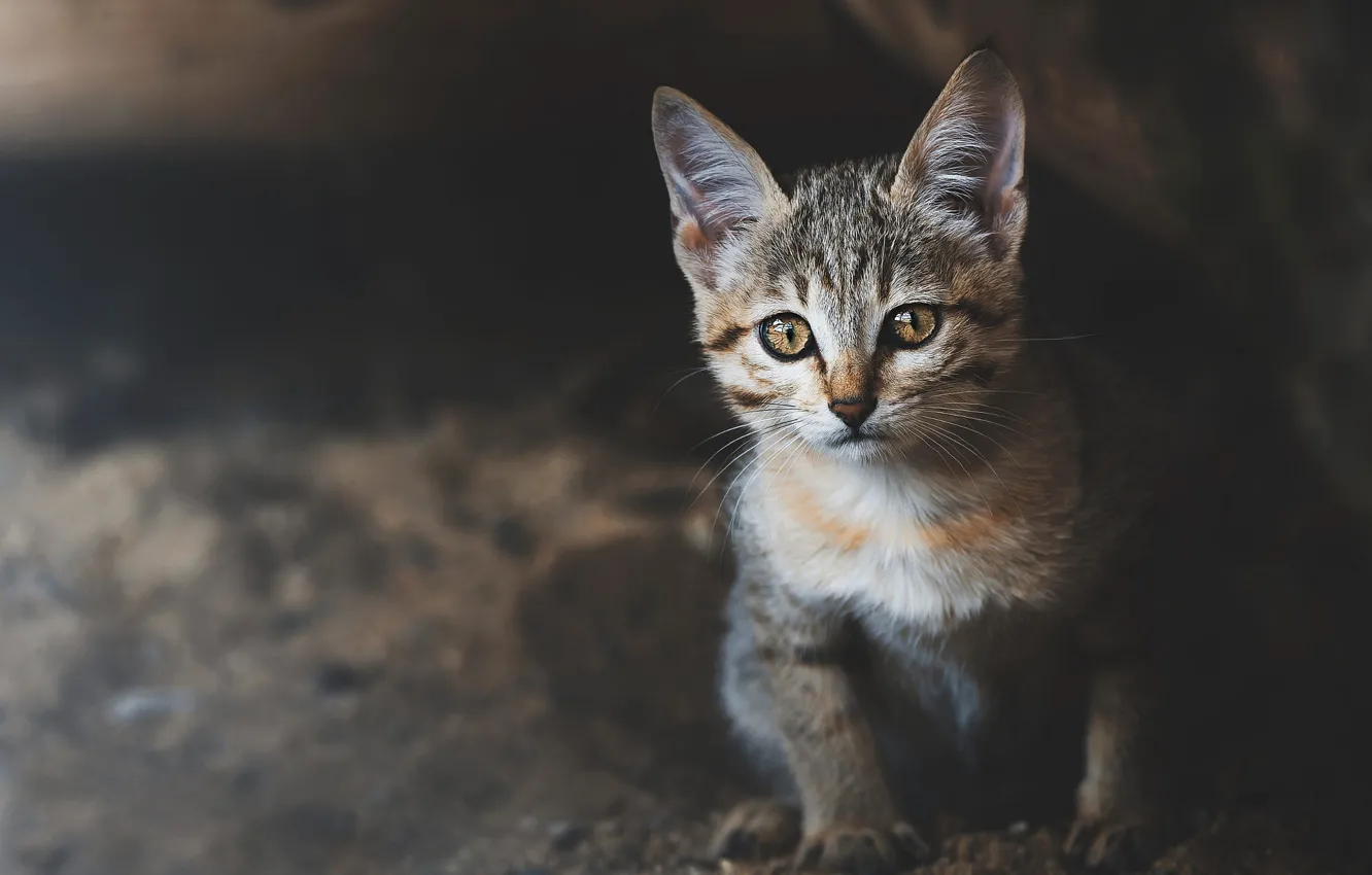 Photo wallpaper look, kitty, wild forest cat