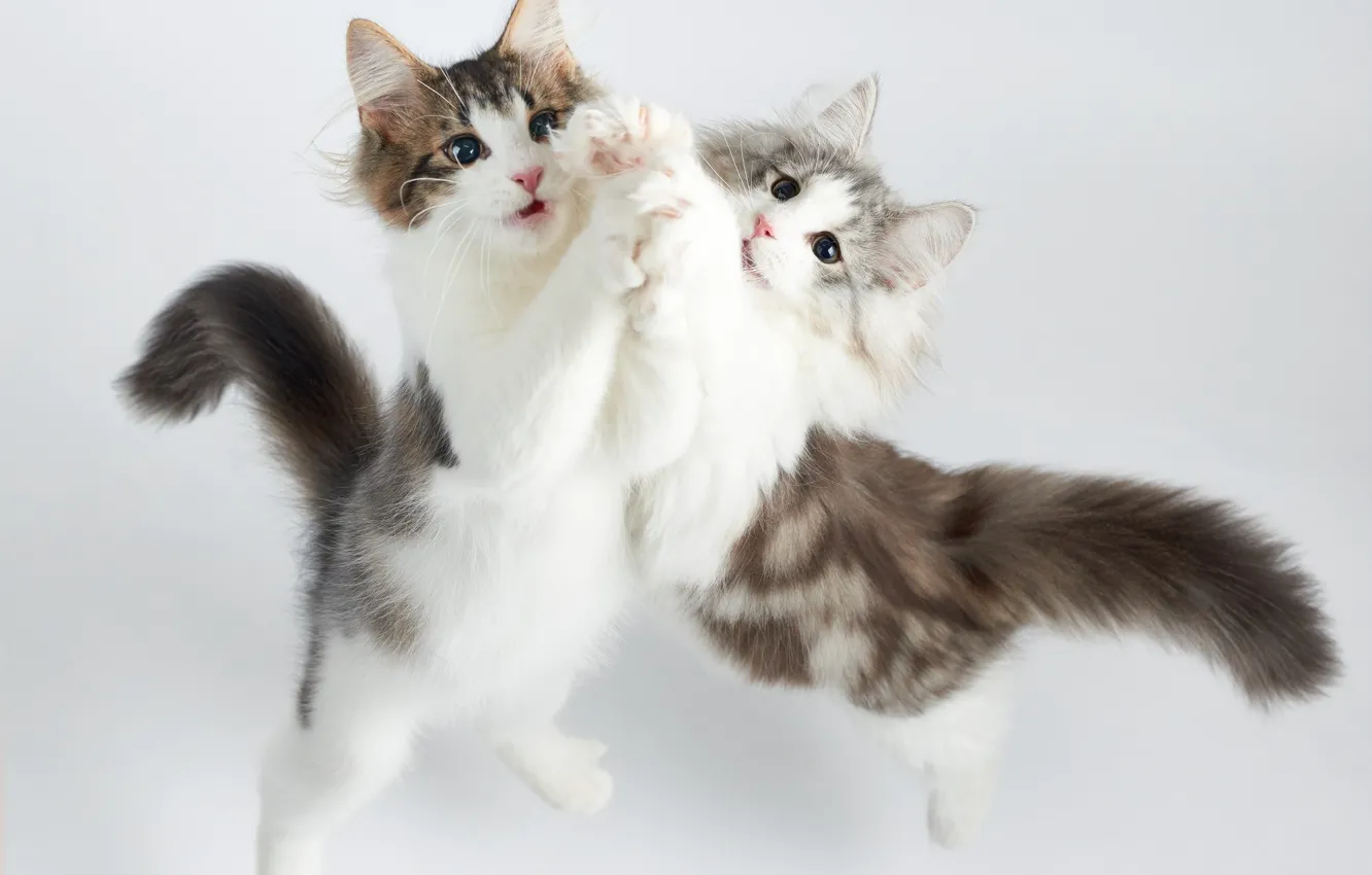 Photo wallpaper cats, dance, kittens, two