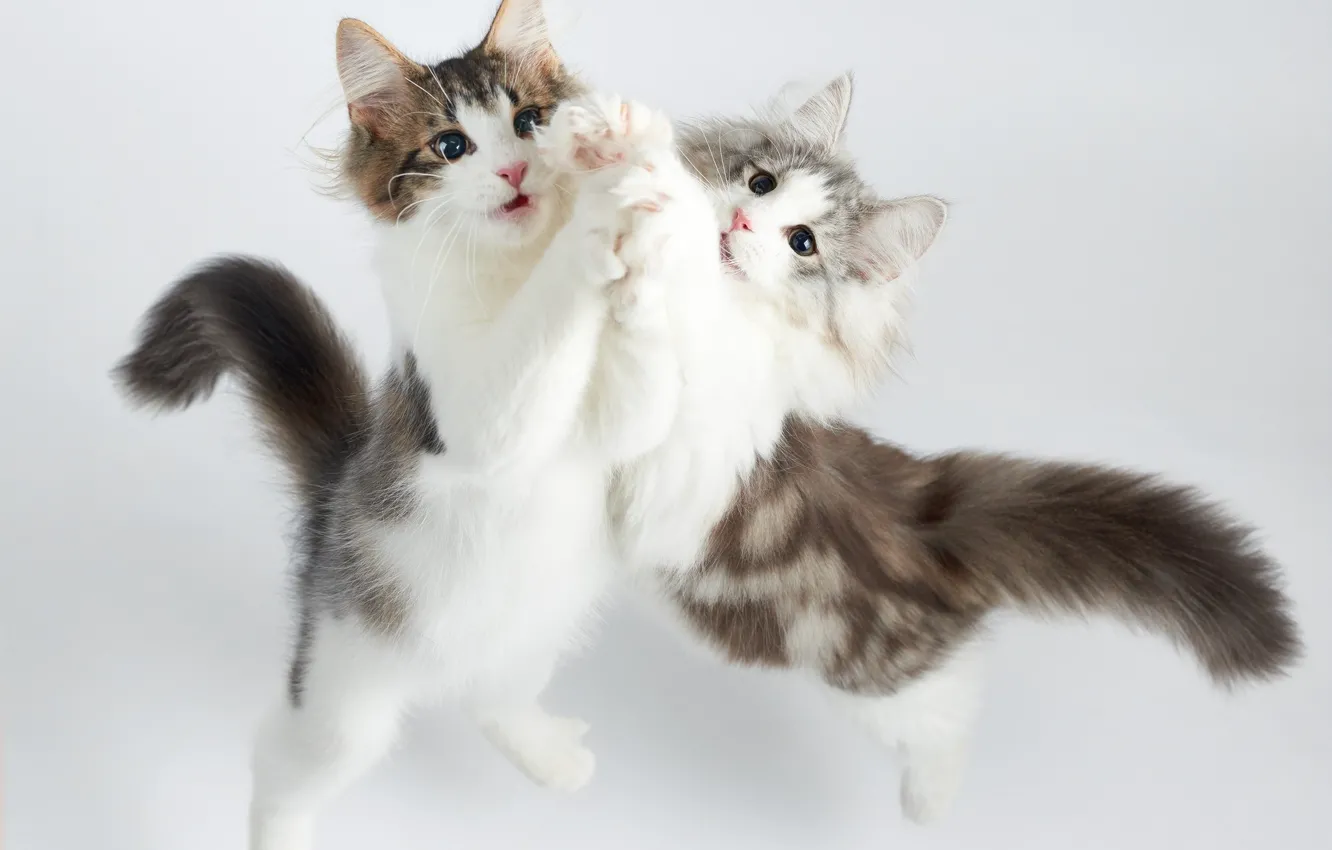 Photo wallpaper cat, dance, kitty, two