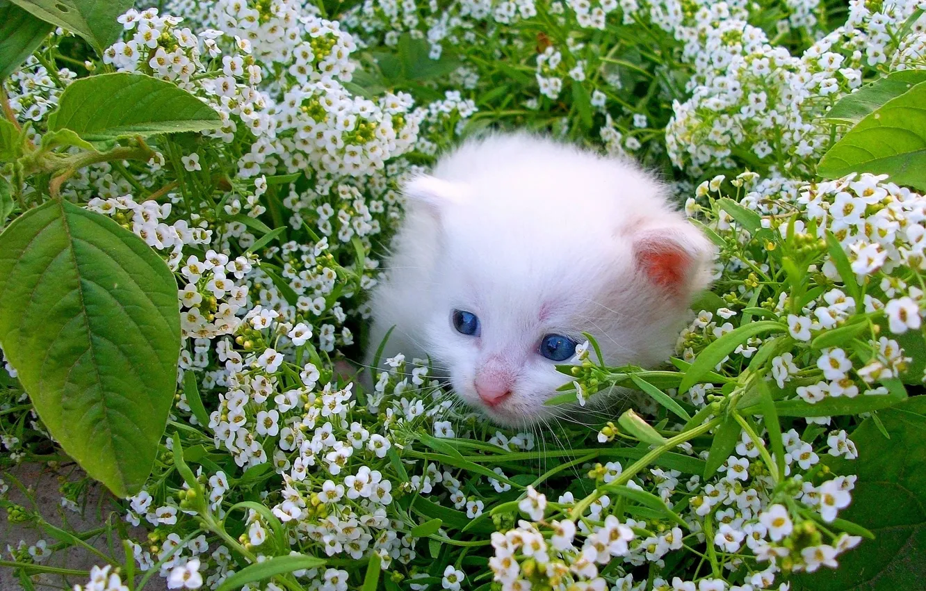 Photo wallpaper cat, look, pose, kitty, face