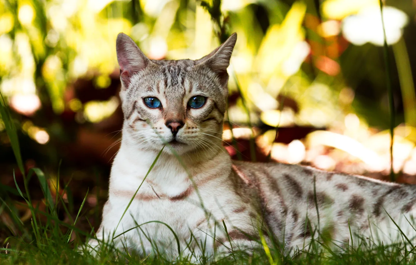 Photo wallpaper summer, grass, eyes, cat