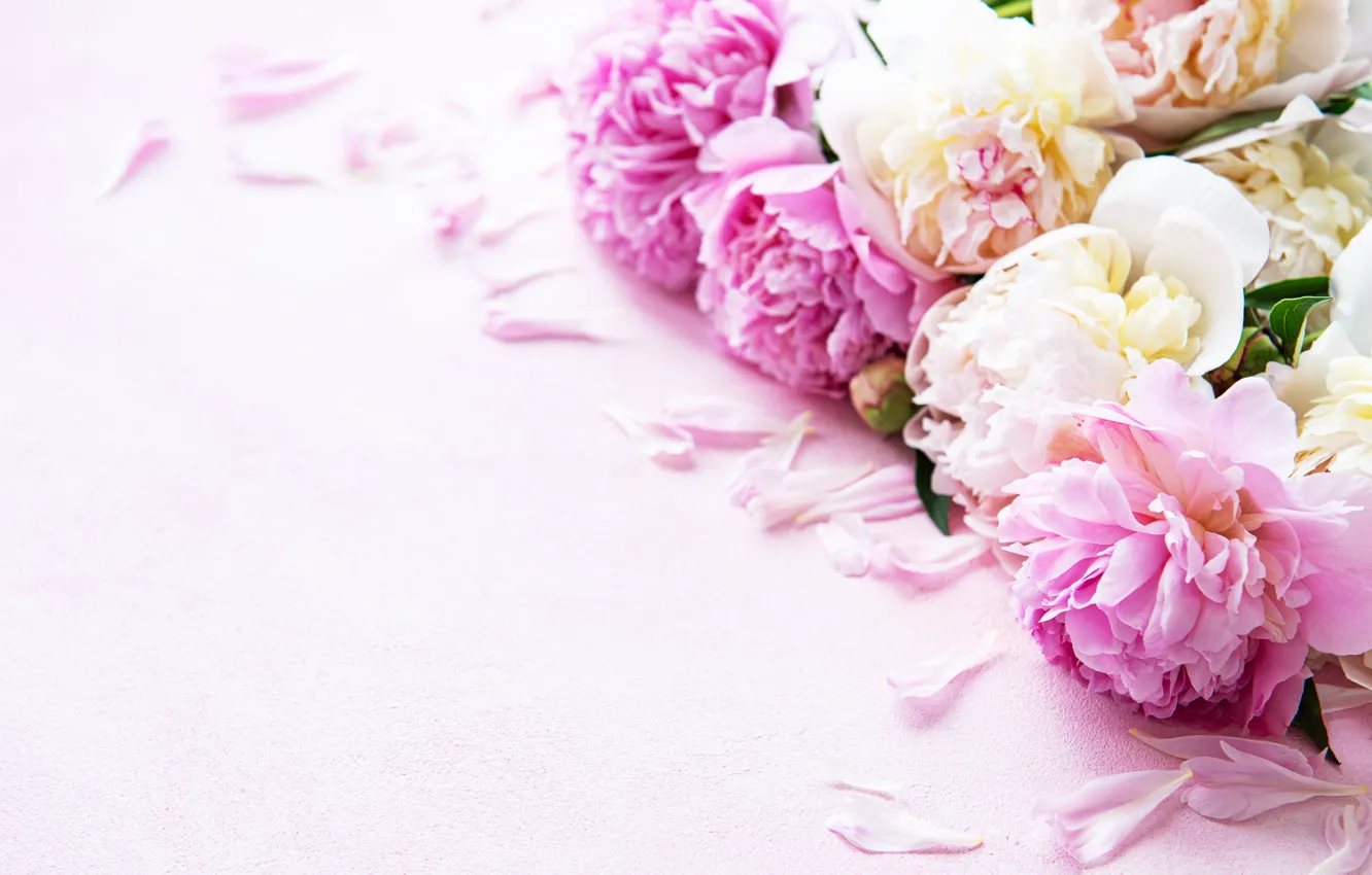 Photo wallpaper bouquet, petals, peonies, Olena Rudo