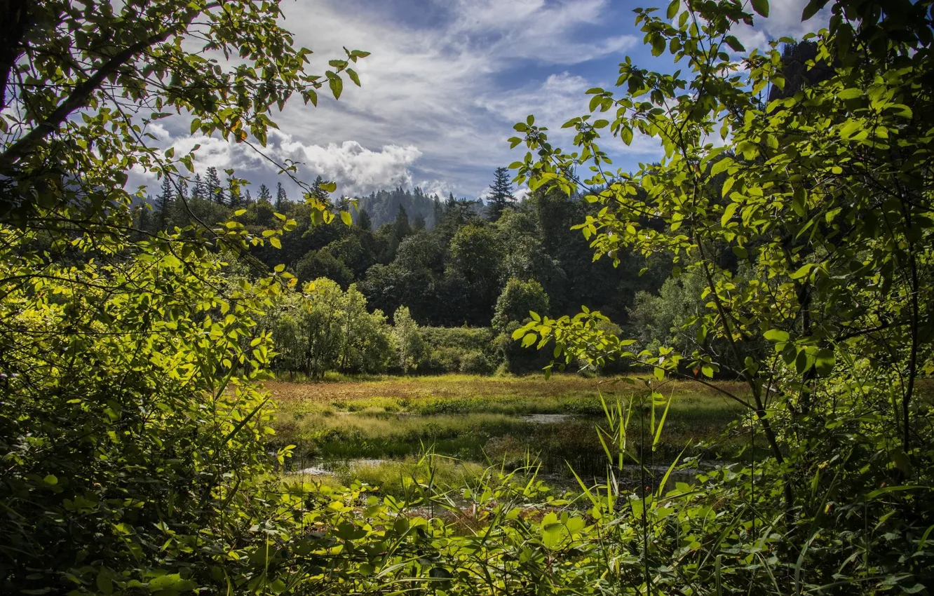 Photo wallpaper summer, grass, lake