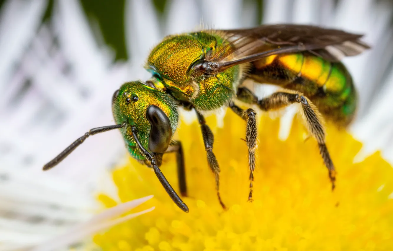 Photo wallpaper macro, flowers, bee, OSA, chamomile, petals