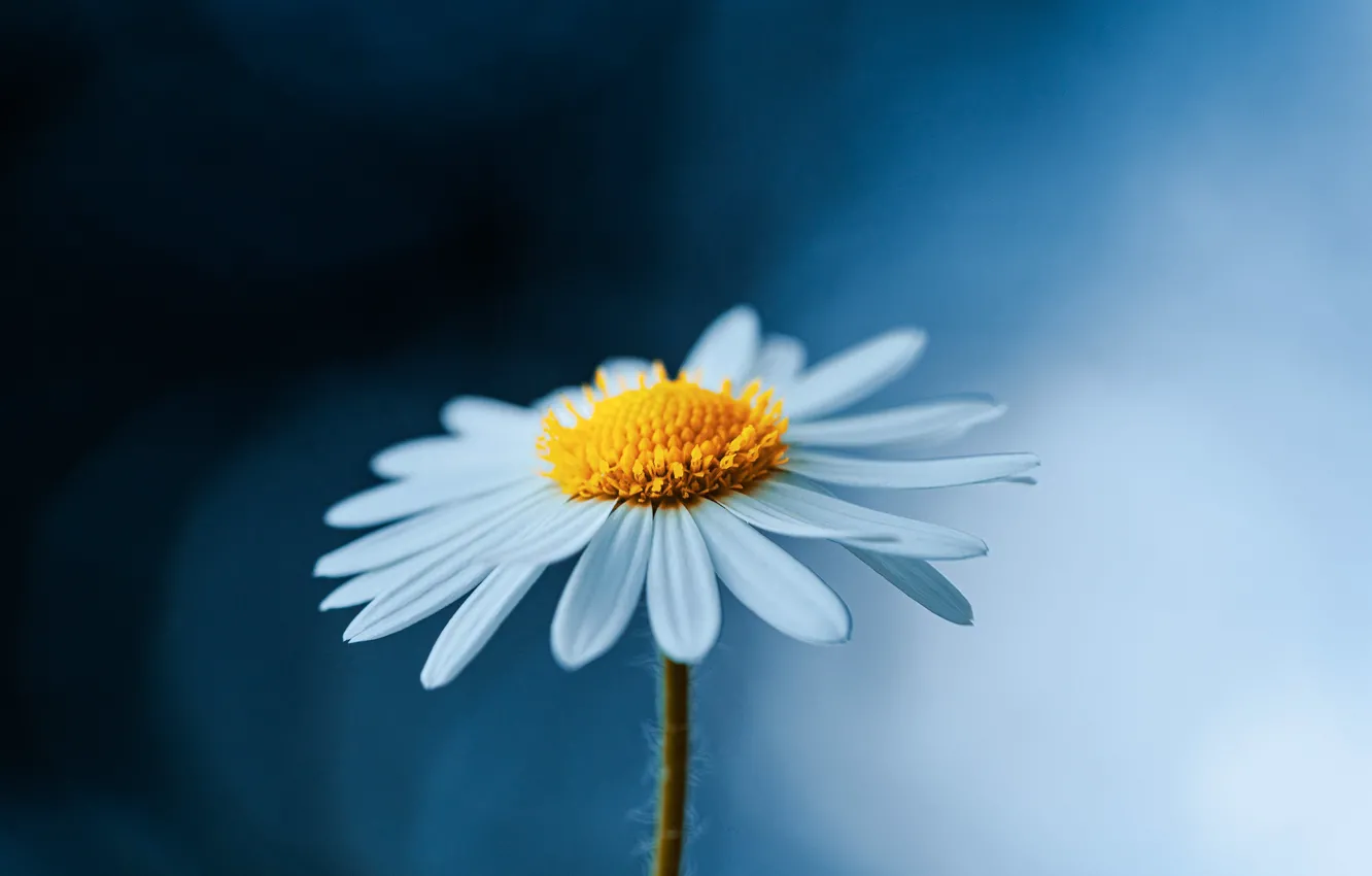 Photo wallpaper flower, macro, nature, background, Daisy