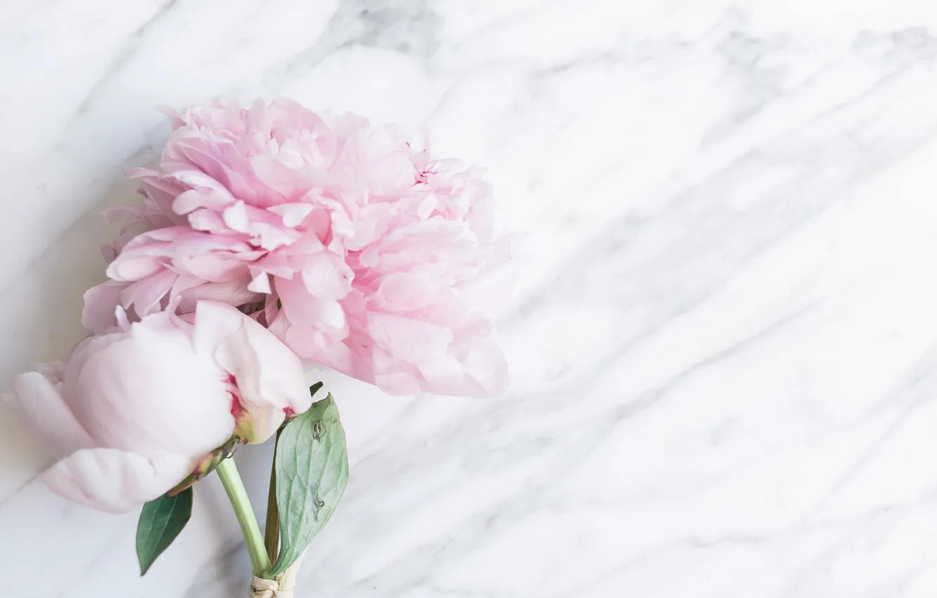 Photo wallpaper flowers, bouquet, marble, pink, flowers, peonies, peonies, tender