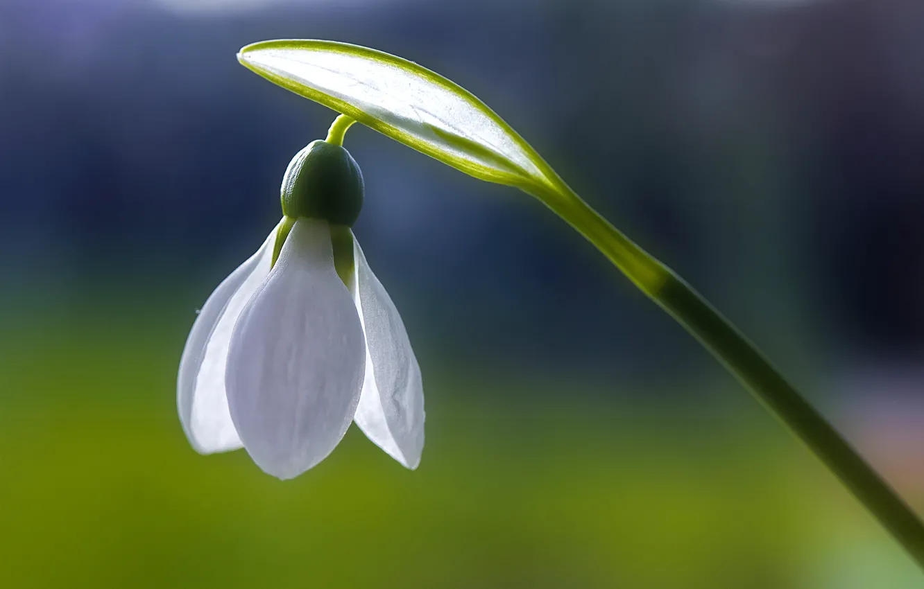 Photo wallpaper white, flowers, freshness, purity, blue, spring, snowdrops, Macro on Monday