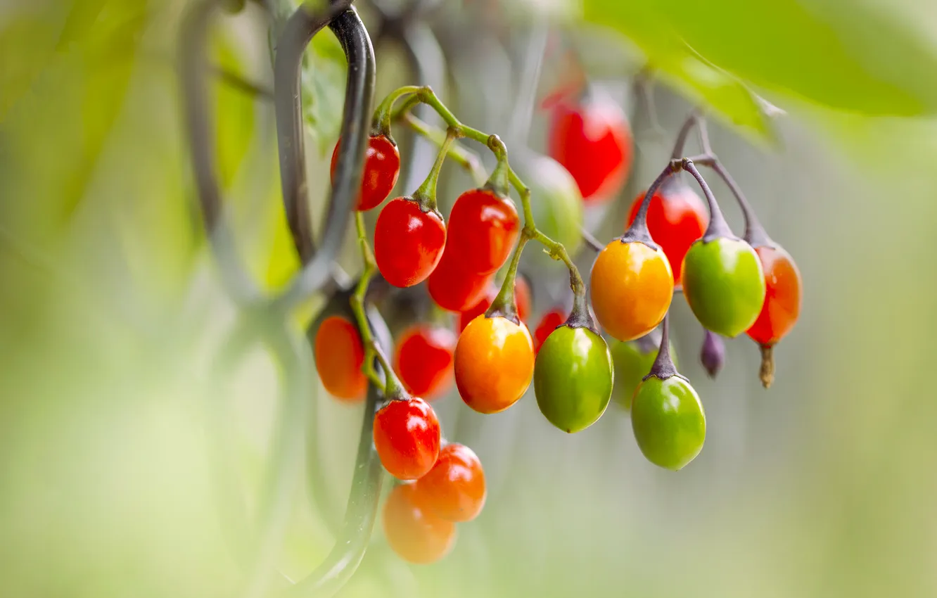 Photo wallpaper red, nature, green, tomatoes, on the branch, the garden, bokeh, cherry