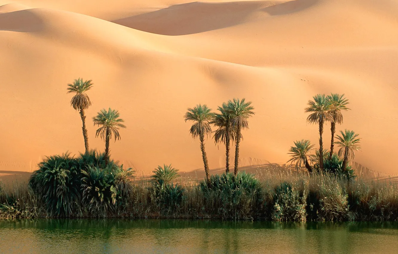 Photo wallpaper sand, water, palm trees, desert