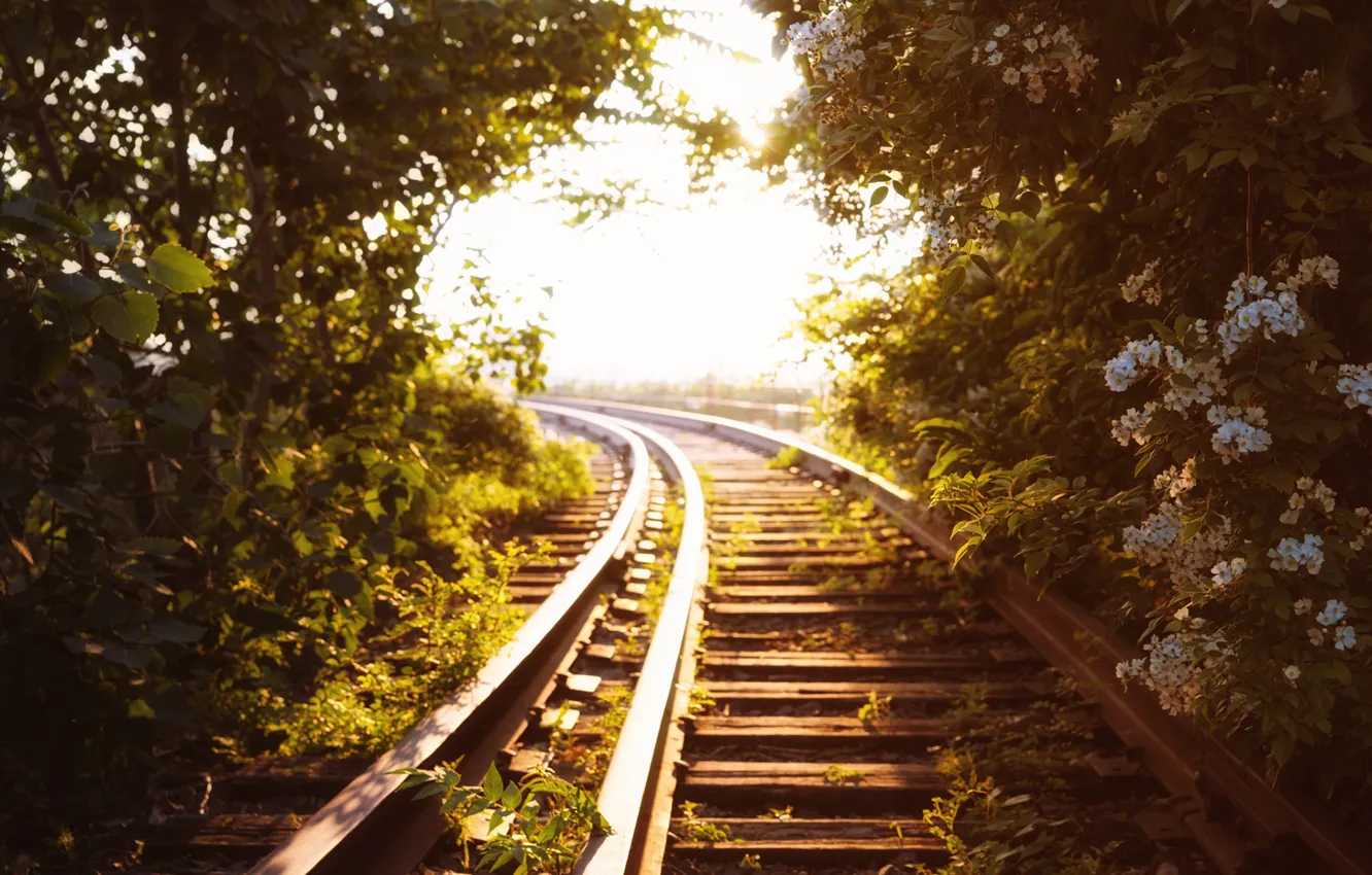 Photo wallpaper greens, light, trees, rails, railroad