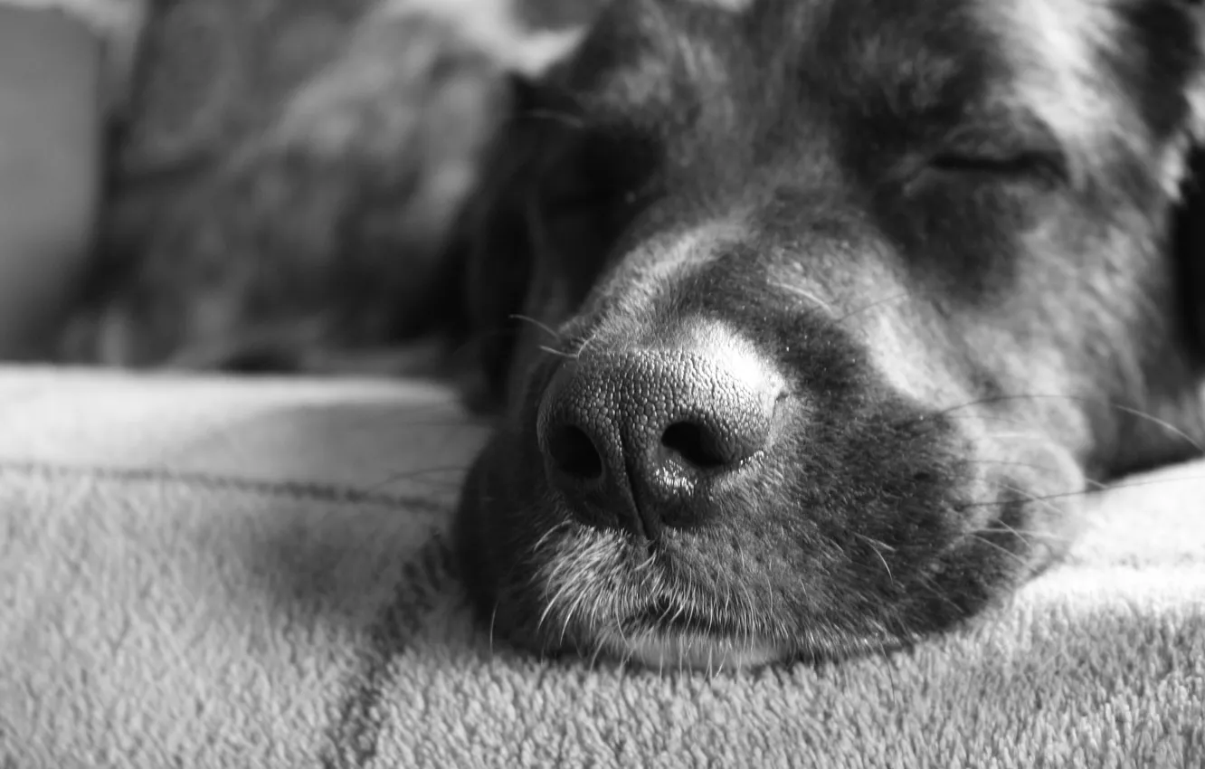 Photo wallpaper face, dog, nose, sleeping
