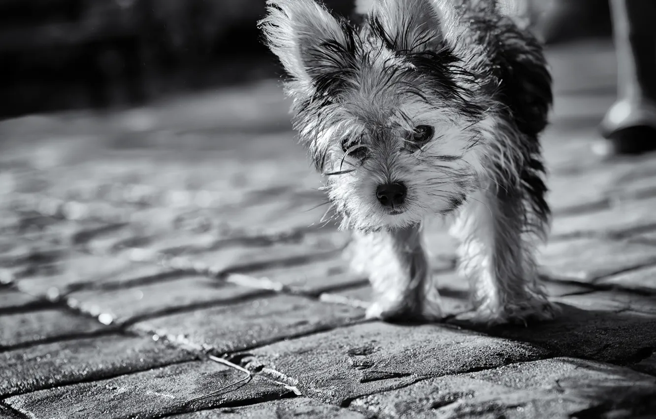 Photo wallpaper look, dog, shaggy