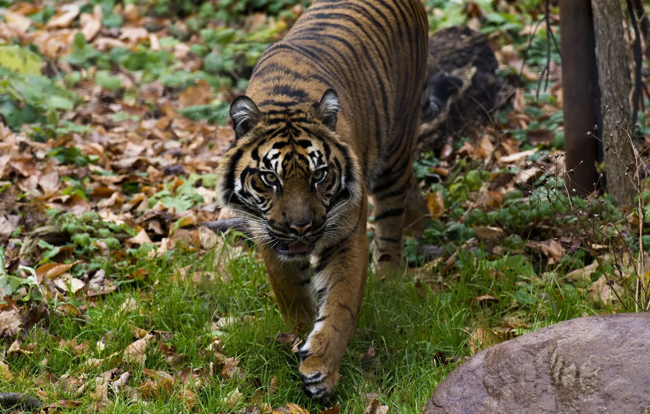 Photo wallpaper autumn, face, tiger, predator, walk, wild cat, zoo