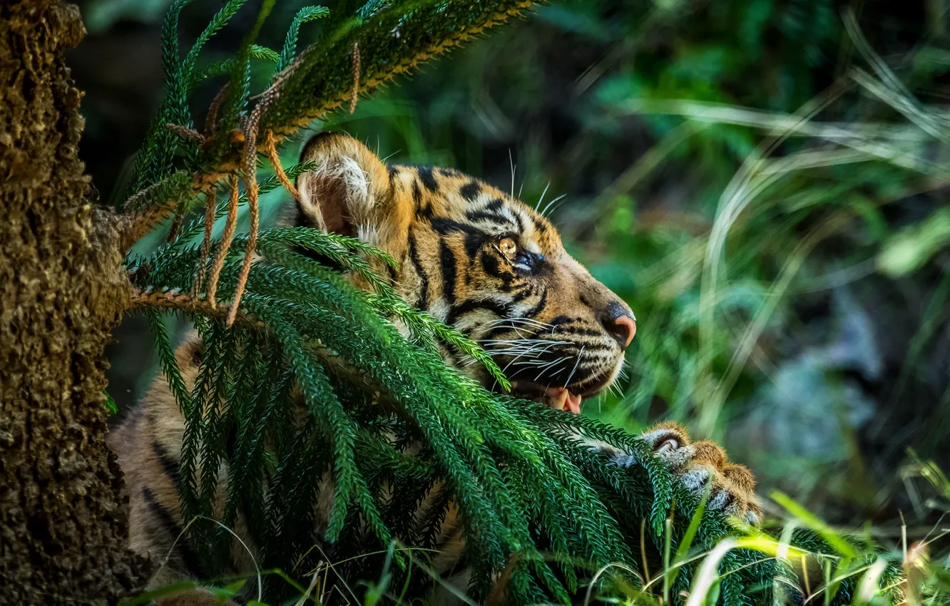 Photo wallpaper grass, look, face, leaves, branches, tiger, green, background