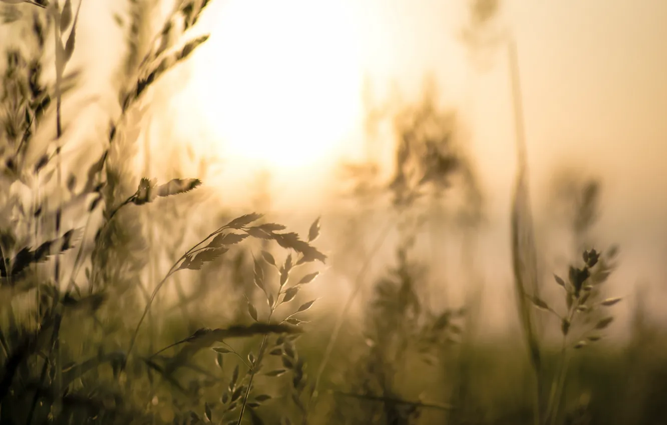 Photo wallpaper grass, light, nature