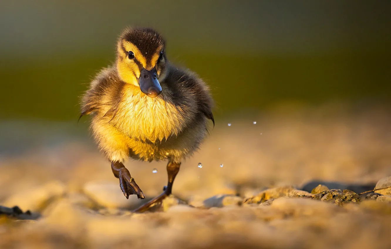 Photo wallpaper drops, stones, background, duck, baby, walk, duck, Chicks